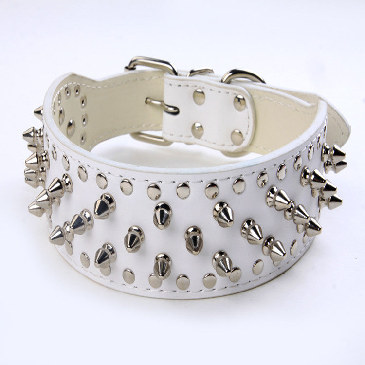 Large dog wearing studded rivet collar