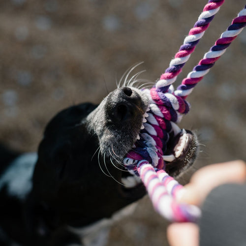 Dog playing with a cotton rope chew toy